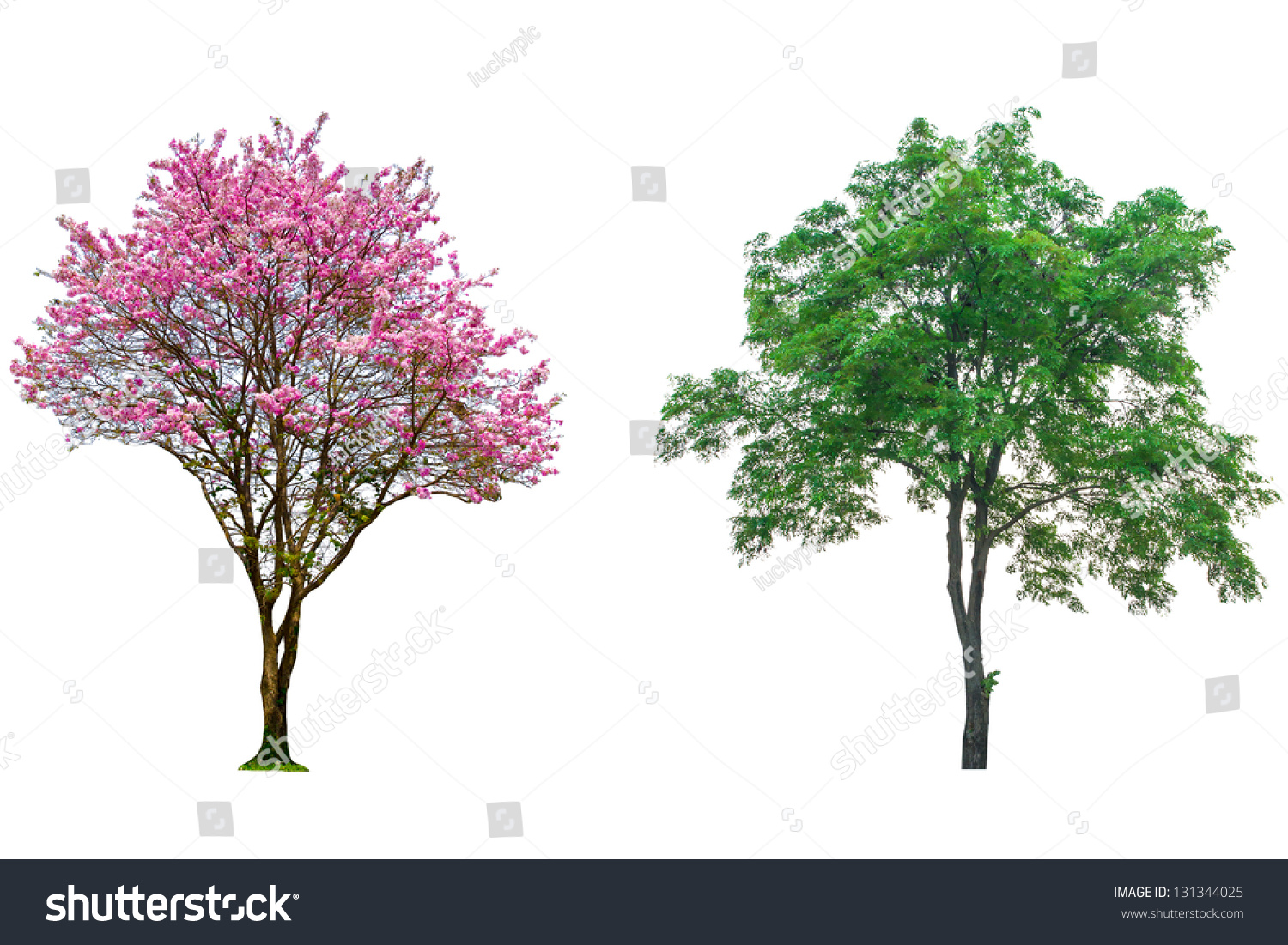 Pink Flower Tree Isolated On White Stock Photo 131344025 - Shutterstock