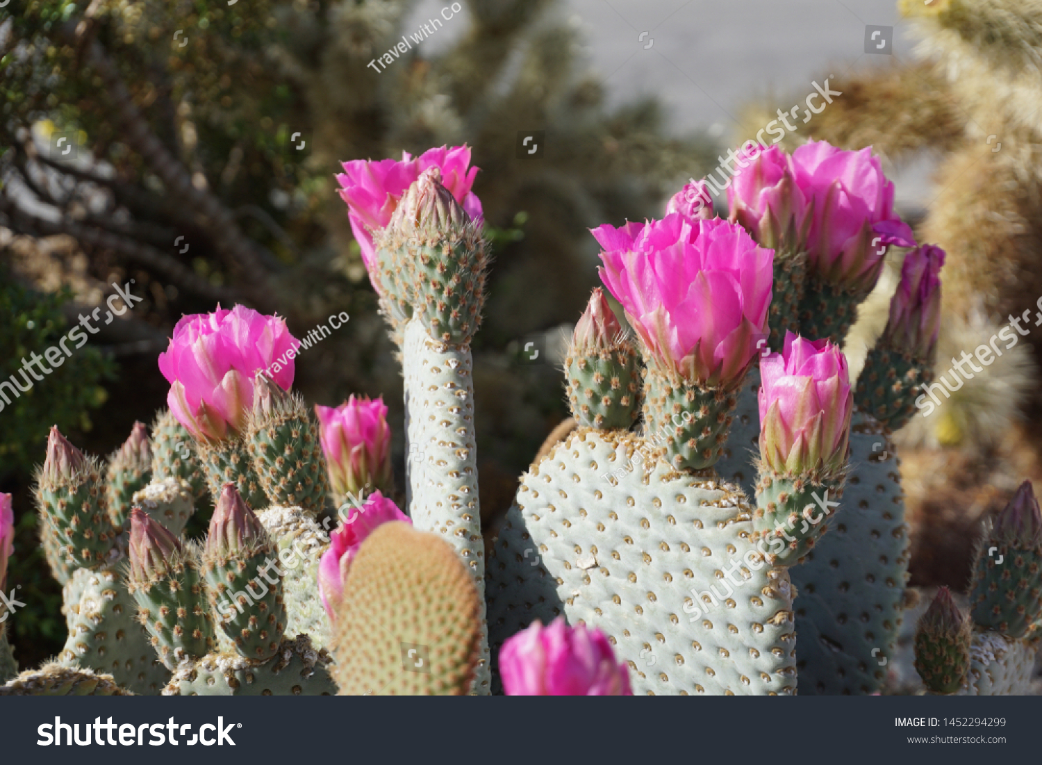 咲く砂漠のサボテンの花 咲くピンクの花 の写真素材 今すぐ編集
