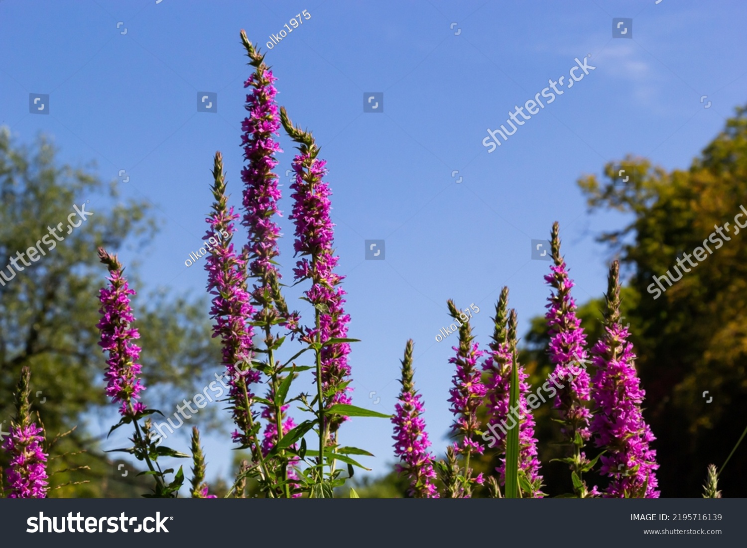 1,822 Weeds on shoreline Images, Stock Photos & Vectors | Shutterstock