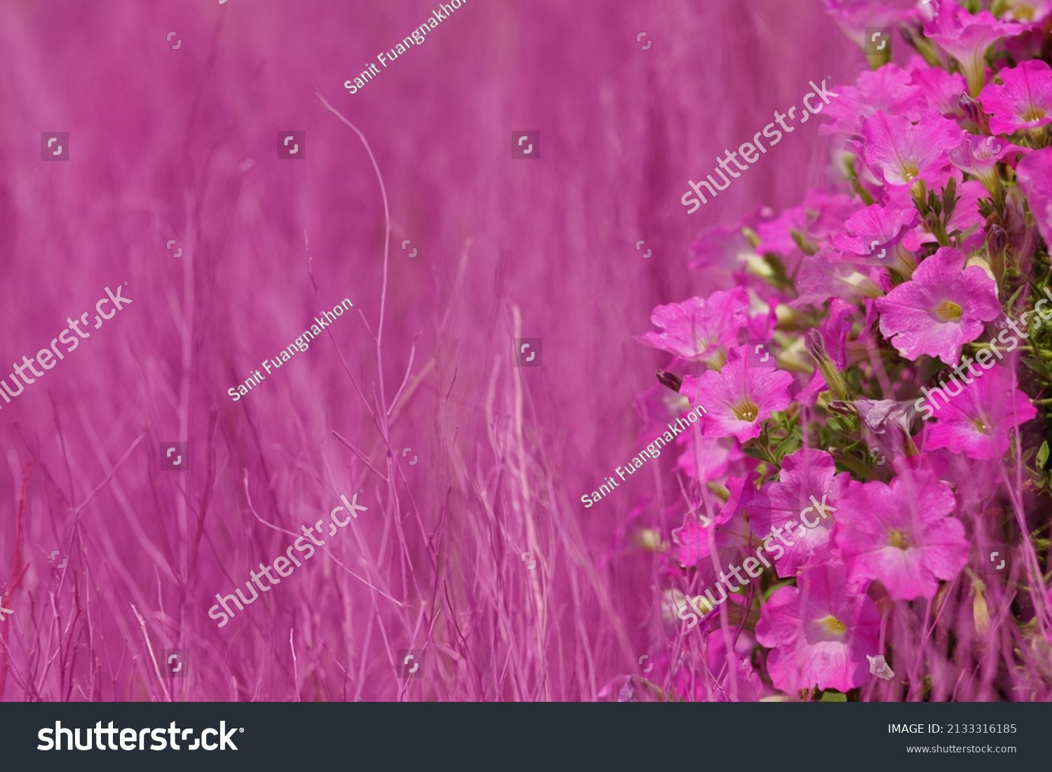 Pink Four Oclock Flower On Soft Stock Photo 2133316185 Shutterstock