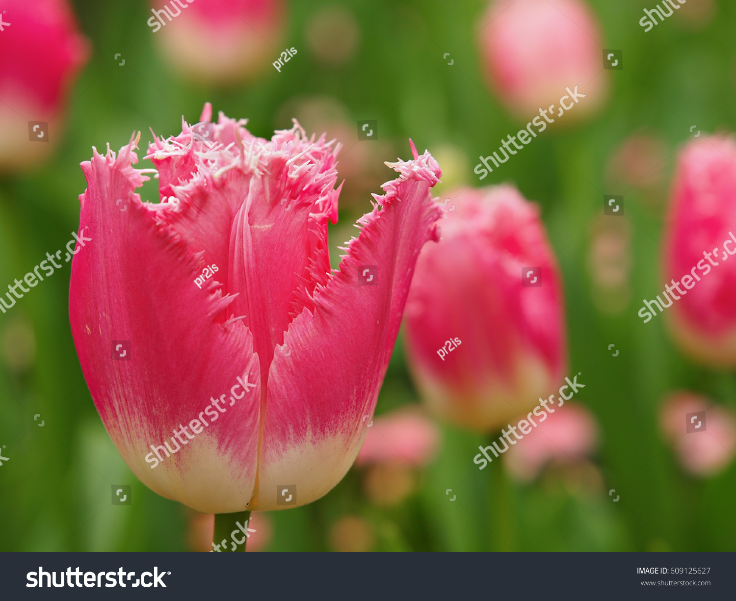 Pink Fringed Fancy Frills Tulip Blossoming Nature Stock Image 609125627