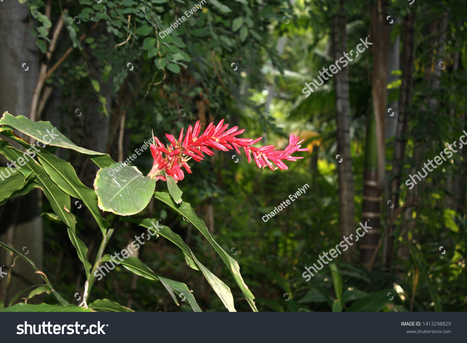 Pink Ginger Flower Hawaii Stock Photo Edit Now