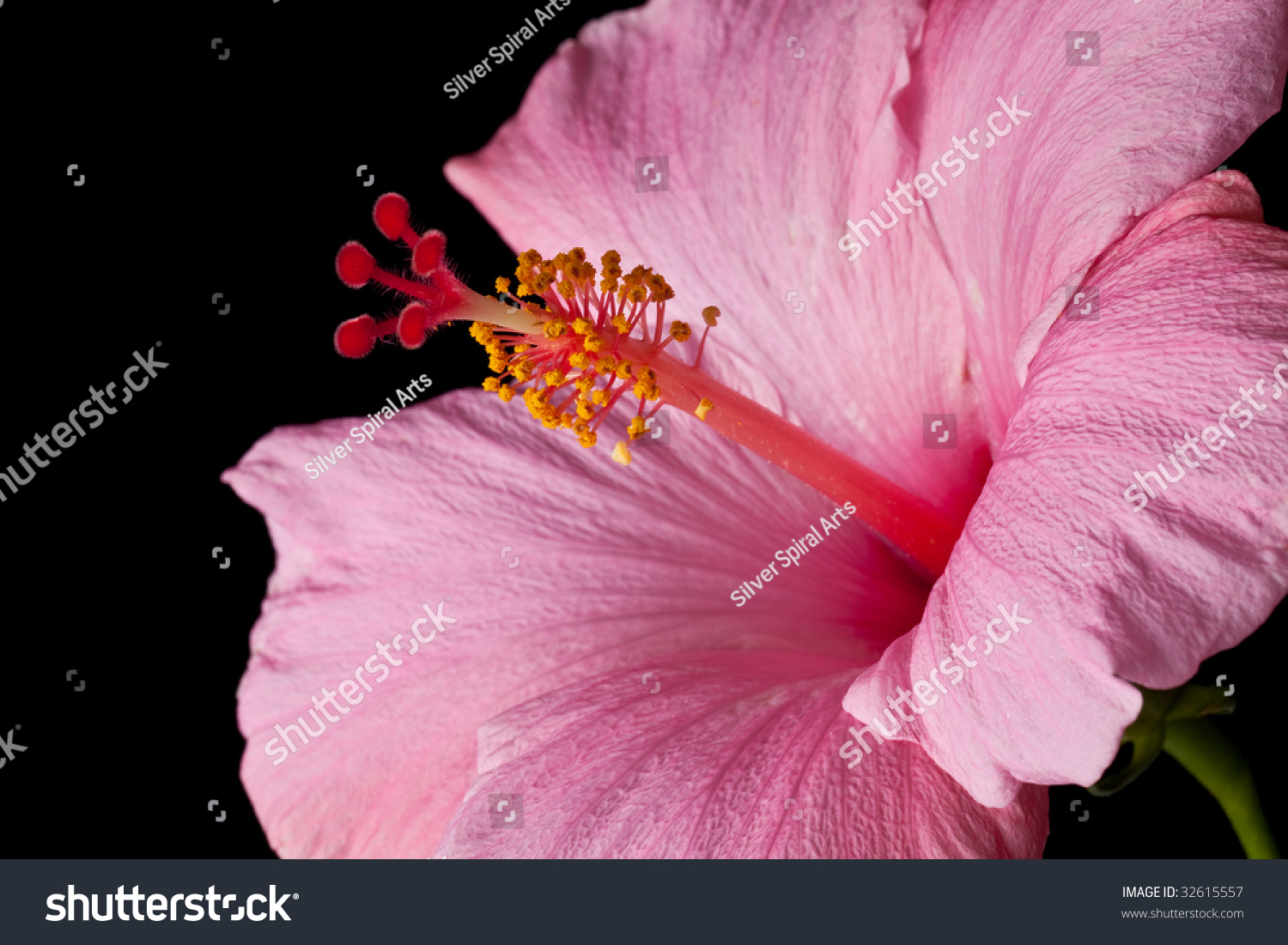 Pink Hibiscus Isolated On Black Background. Clean Pure Black Background ...