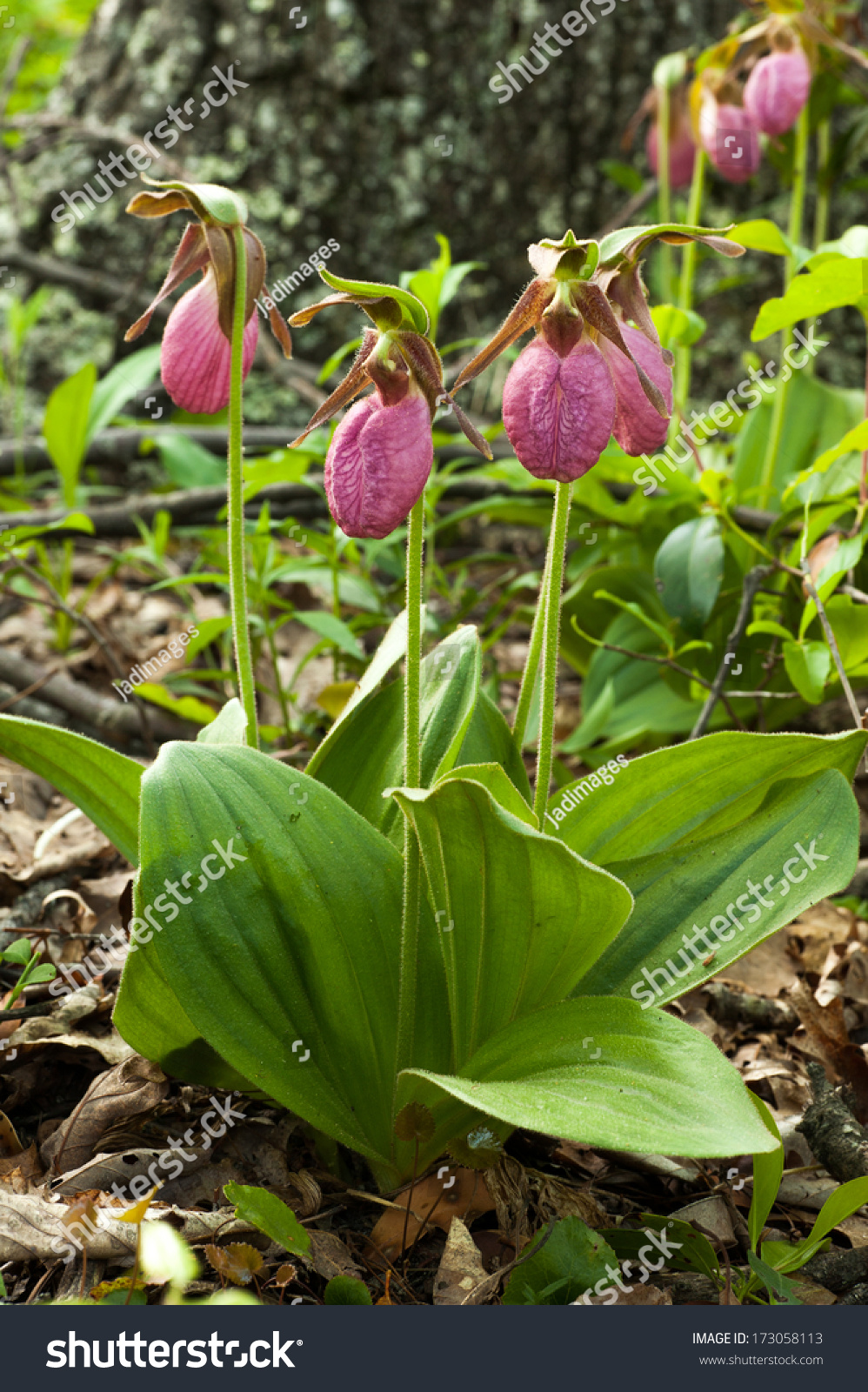 Pink Lady Slipper Growing Wild In The Great Smokey Mountains National ...