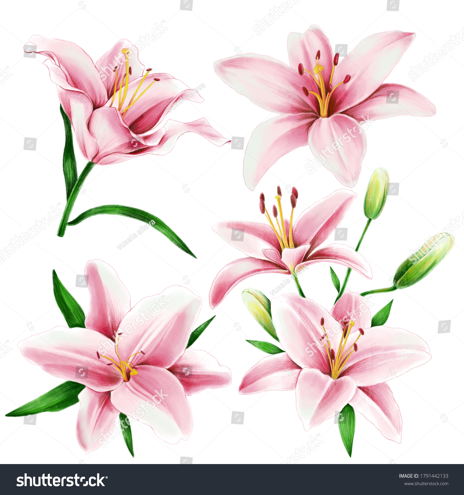 Pink Lilies Blooms Set Stock Illustration 1791442133