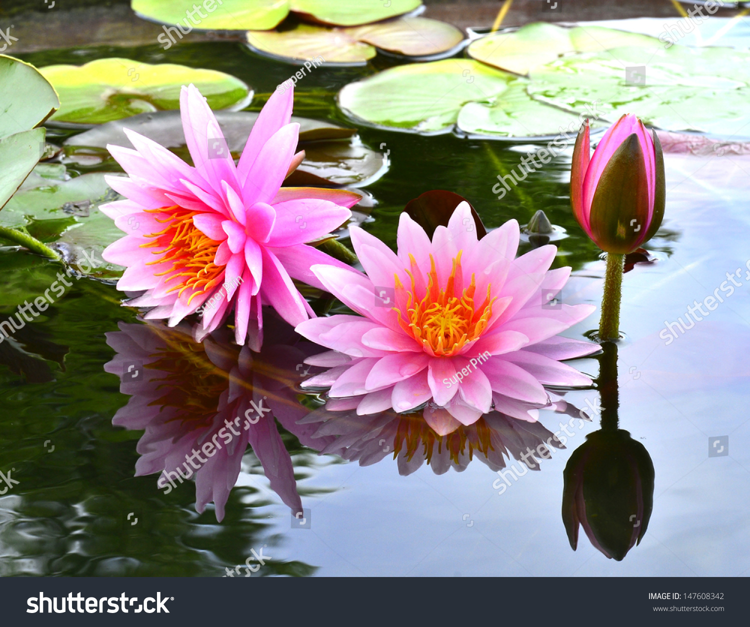 Pink Lotus Flower With Shadow Reflection In The Water Stock Photo ...