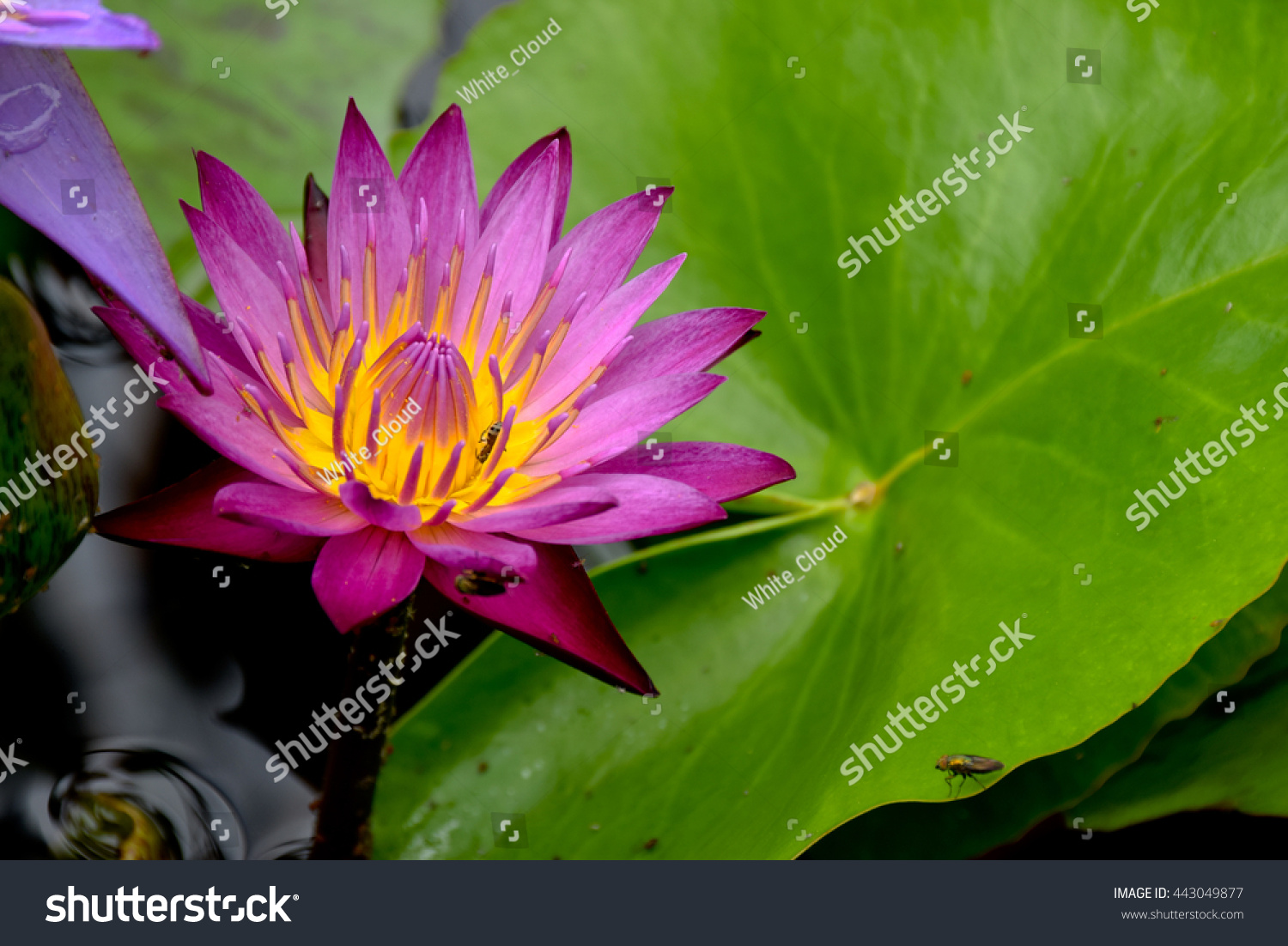 pink lotus pool garden decor tropical stock photo 443049877 pink lotus pool garden decor tropical stock photo 443049877