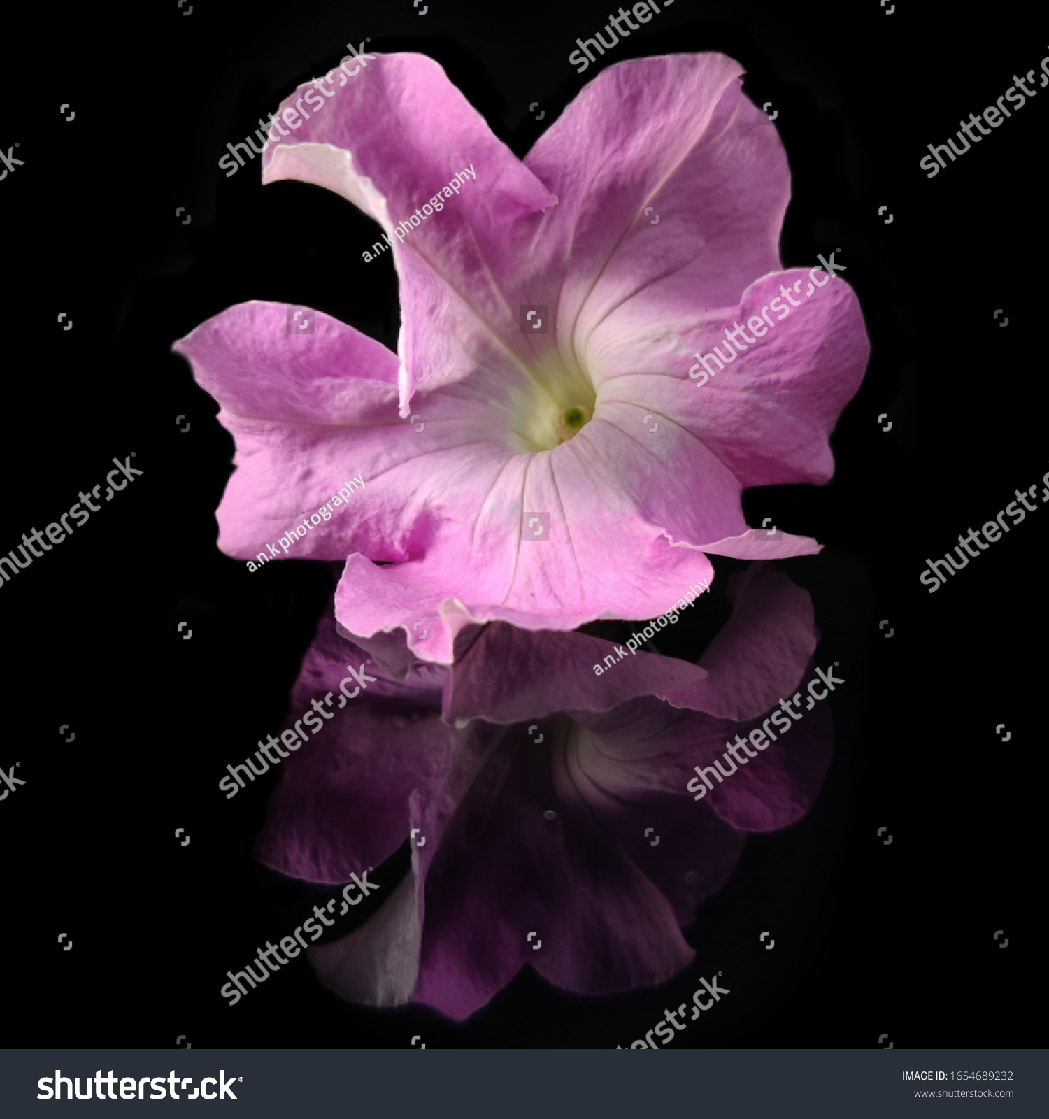 Pink Petunia Axillaris Flower Blossom Reflection Stock Photo Edit Now 1654689232