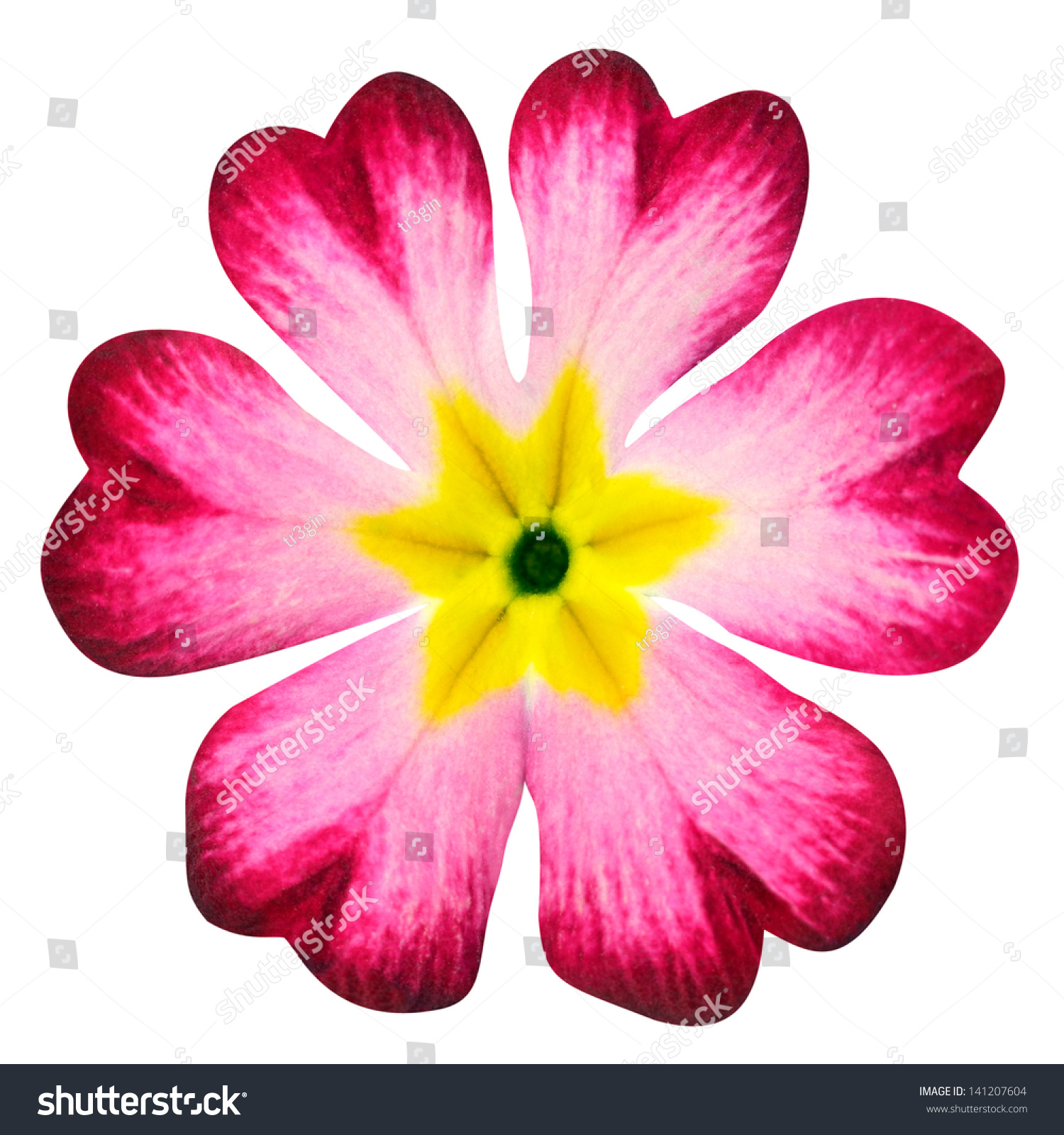 Pink Primrose Flower Yellow Center Isolated Stock Photo 141207604