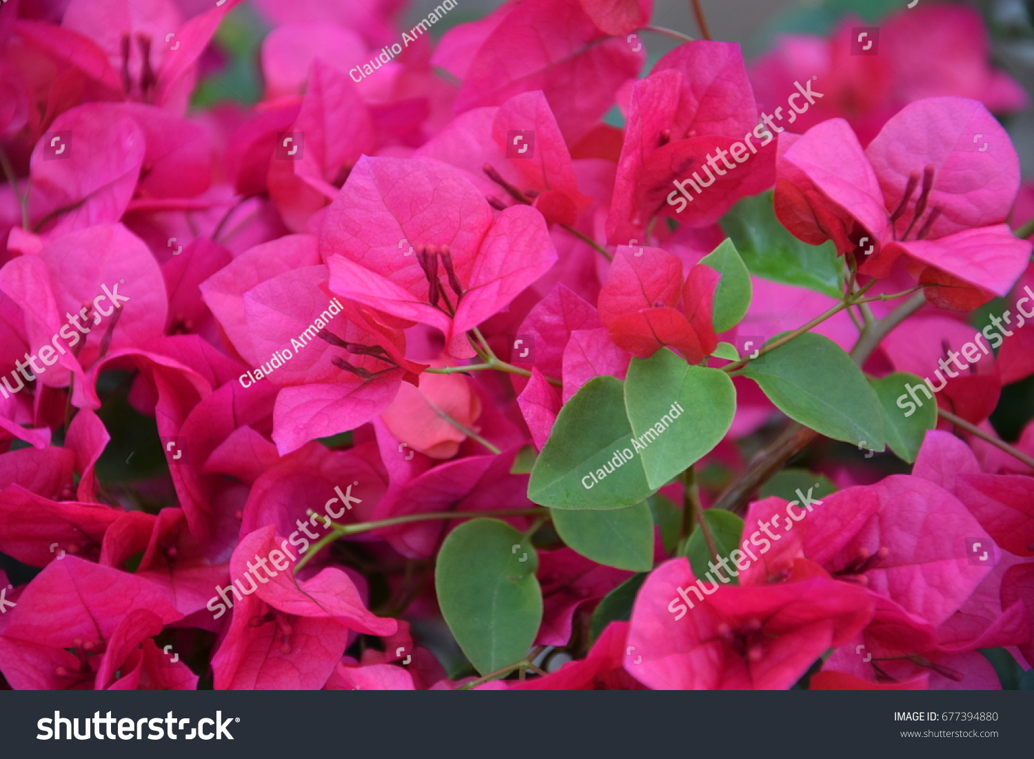 stock-photo-pink-purple-bougainvillea-cl