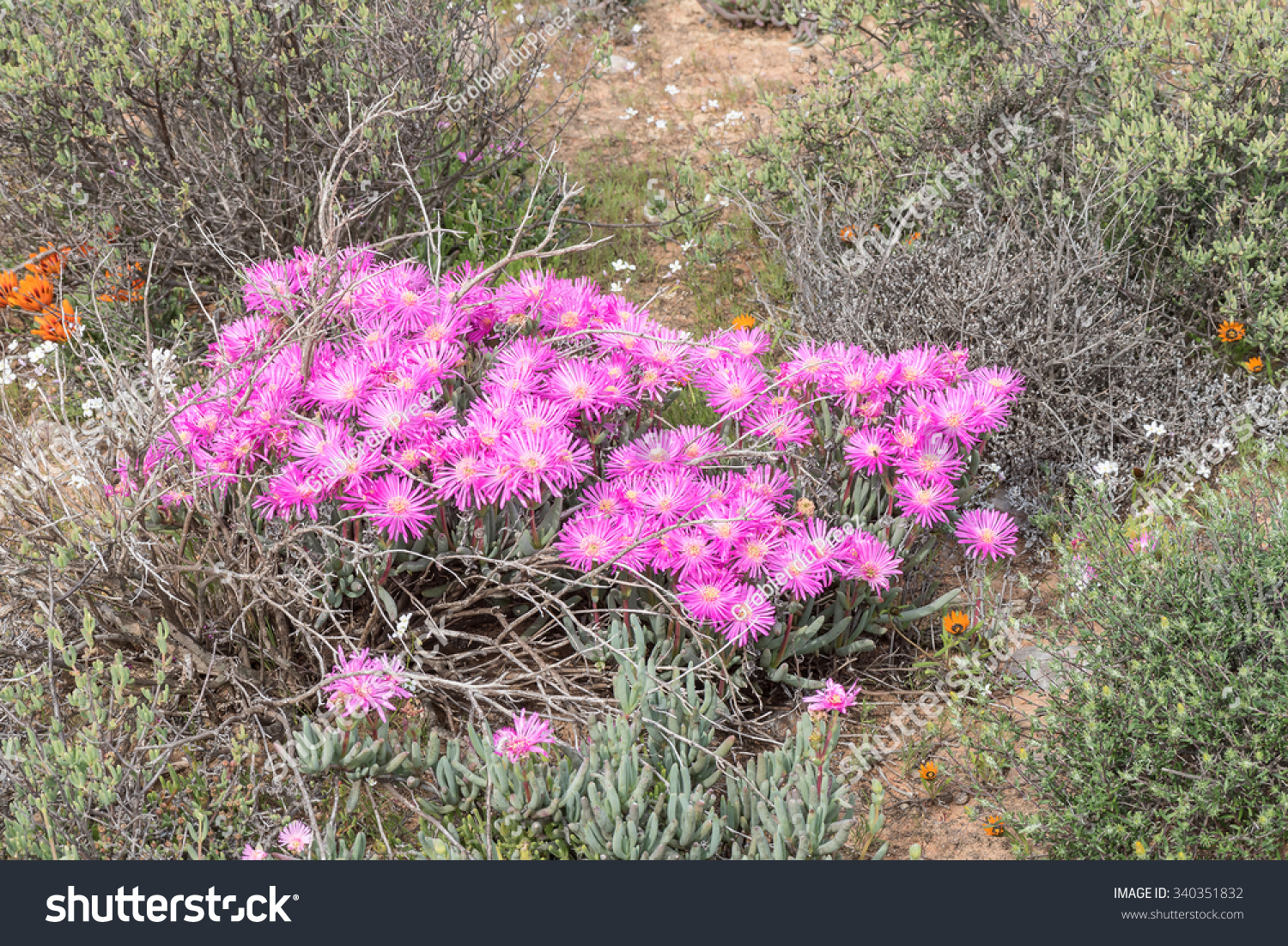 Pinkpurple Flowers Succulent Plant Asridia Species Stock Photo Edit Now 340351832