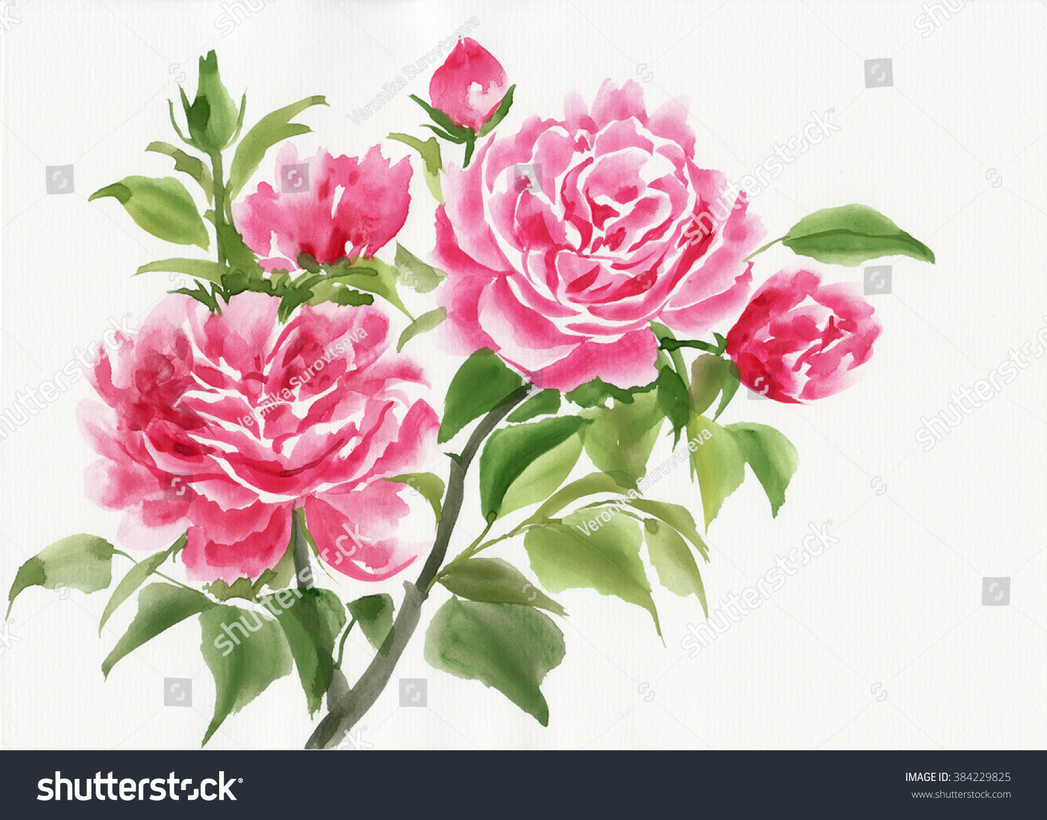 Pink Rose Bush Original Watercolor Painting Stock Illustration 384229825