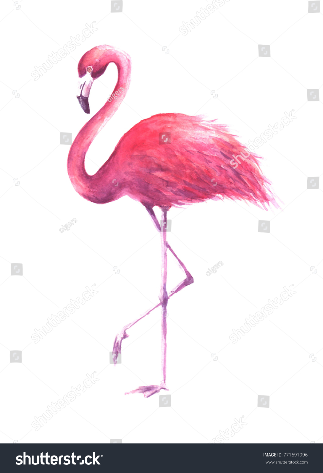ピンクバラのフラミンゴ 白い背景に熱帯のエキゾチックな鳥のピンクのフラミンゴ 水彩手描きのイラスト 包装 壁紙 カード 織物用に印刷 のイラスト素材