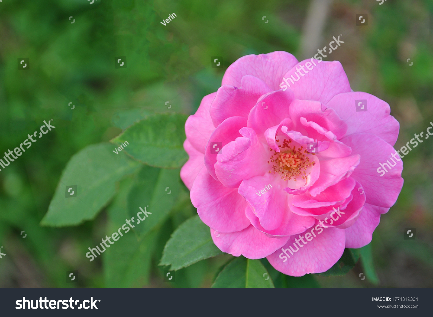 Pink Rose Flower Background Green Nature Stock Photo 1774819304 ...