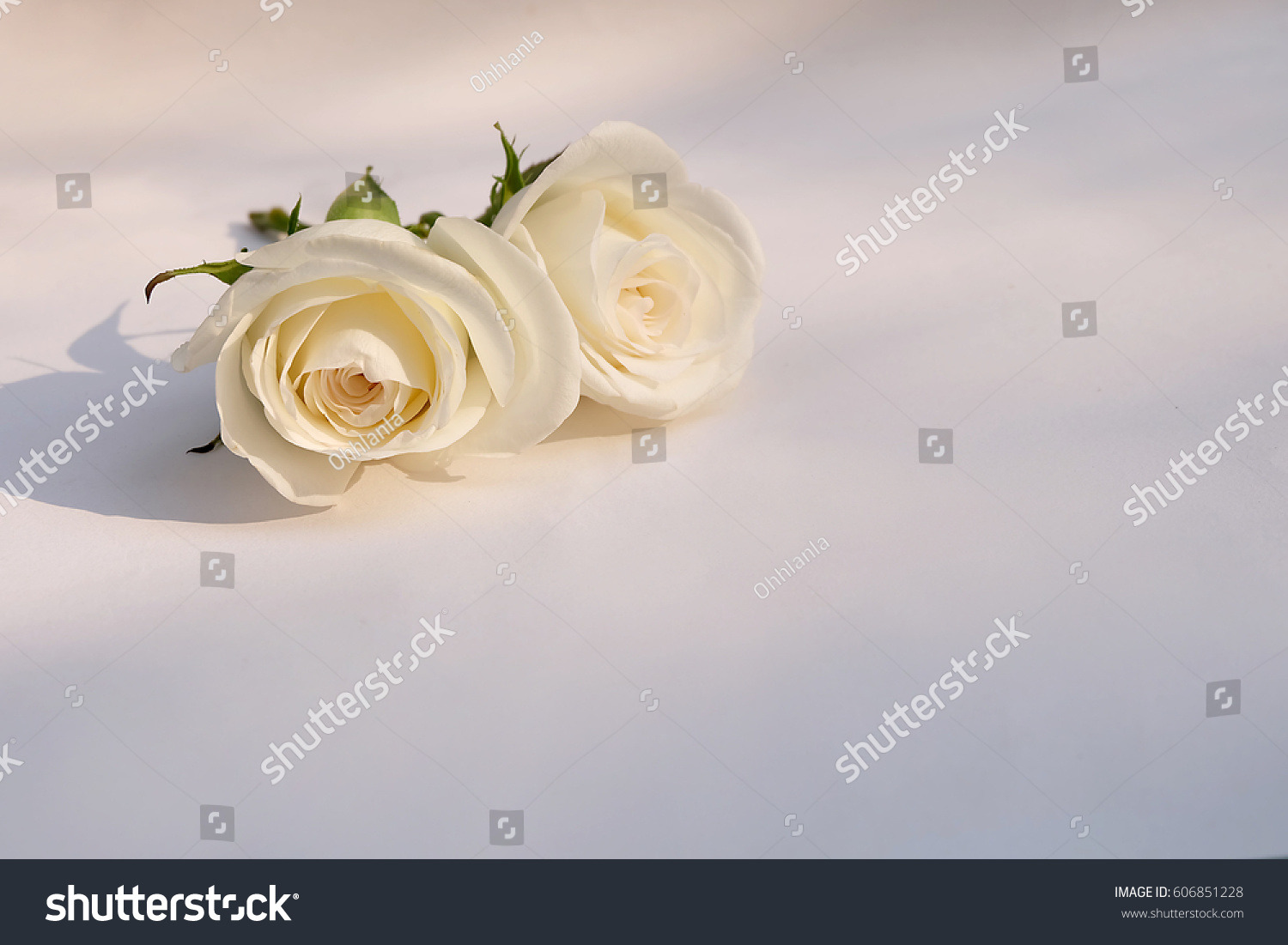 Pink Rose Petals Isolated On White Stock Photo 606851228 - Shutterstock