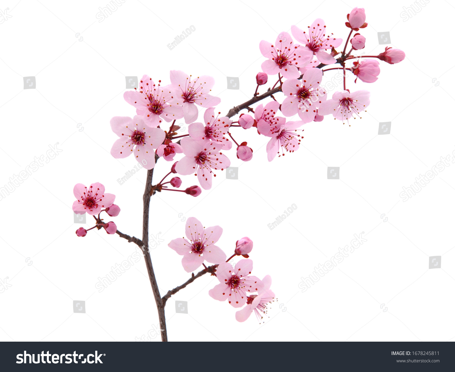 747,663 Cherry blossom branches Images, Stock Photos & Vectors ...