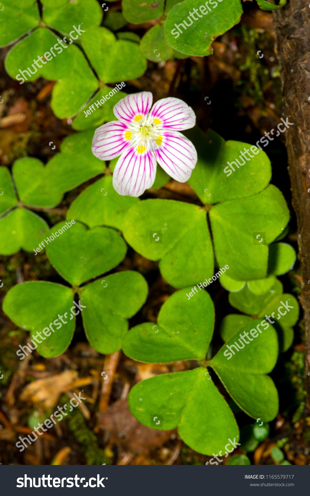 Pink Striped Flower Northern Wood Sorrel Stock Photo Edit Now