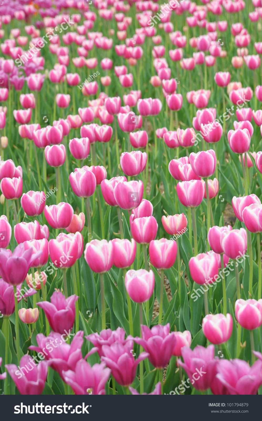 Pink Tulips Garden Stock Photo 101794879 - Shutterstock