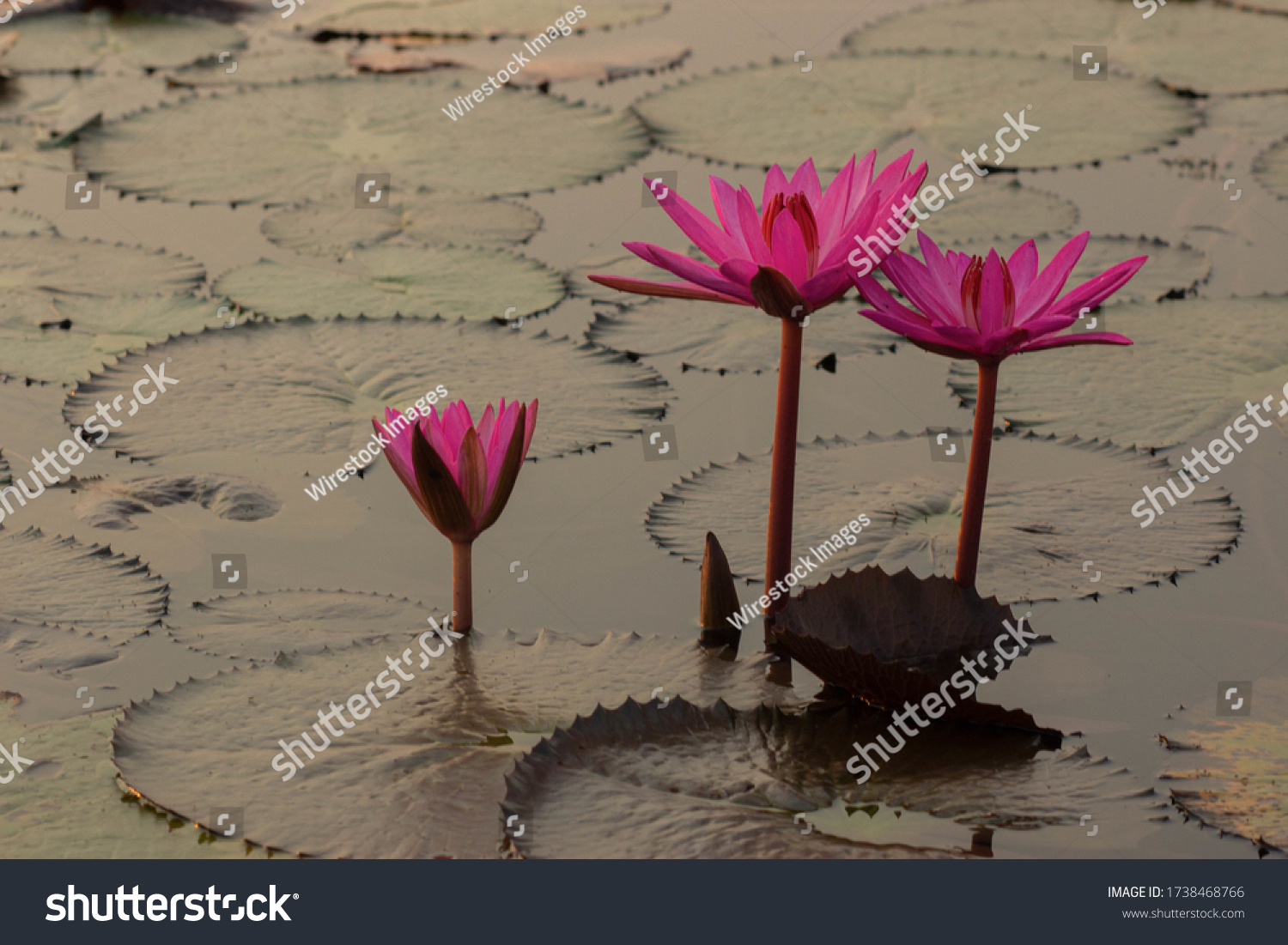 Ruralthailand Images, Stock Photos & Vectors | Shutterstock