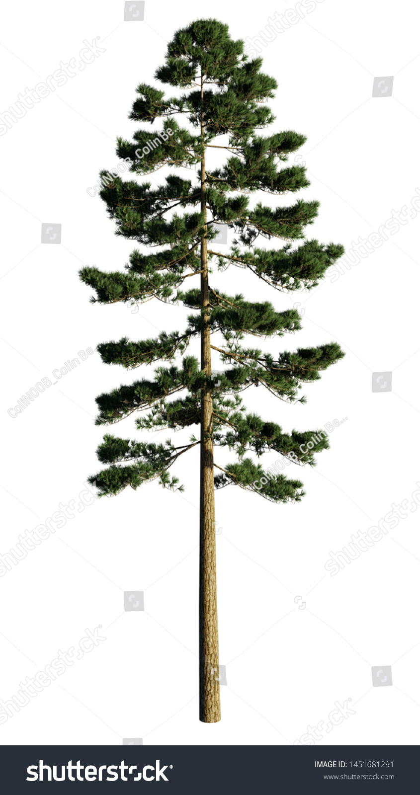 4,607 Ponderosa pine Images, Stock Photos & Vectors | Shutterstock