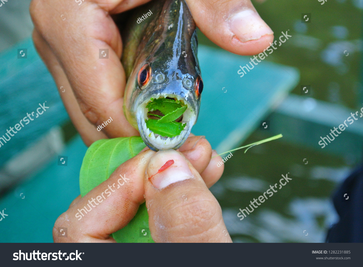 Piranha Amazon Rainforest Peru Stock Photo Edit Now