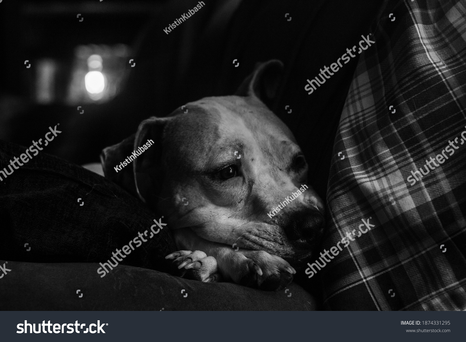 Pit Bull Crossed Legs Stock Photo (Edit Now) 1874331295