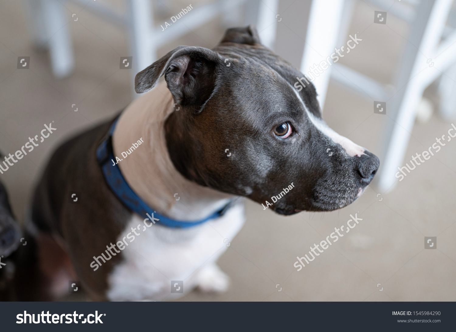 Pitbull Listening Your Commands Does Not Stock Photo 1545984290 ...