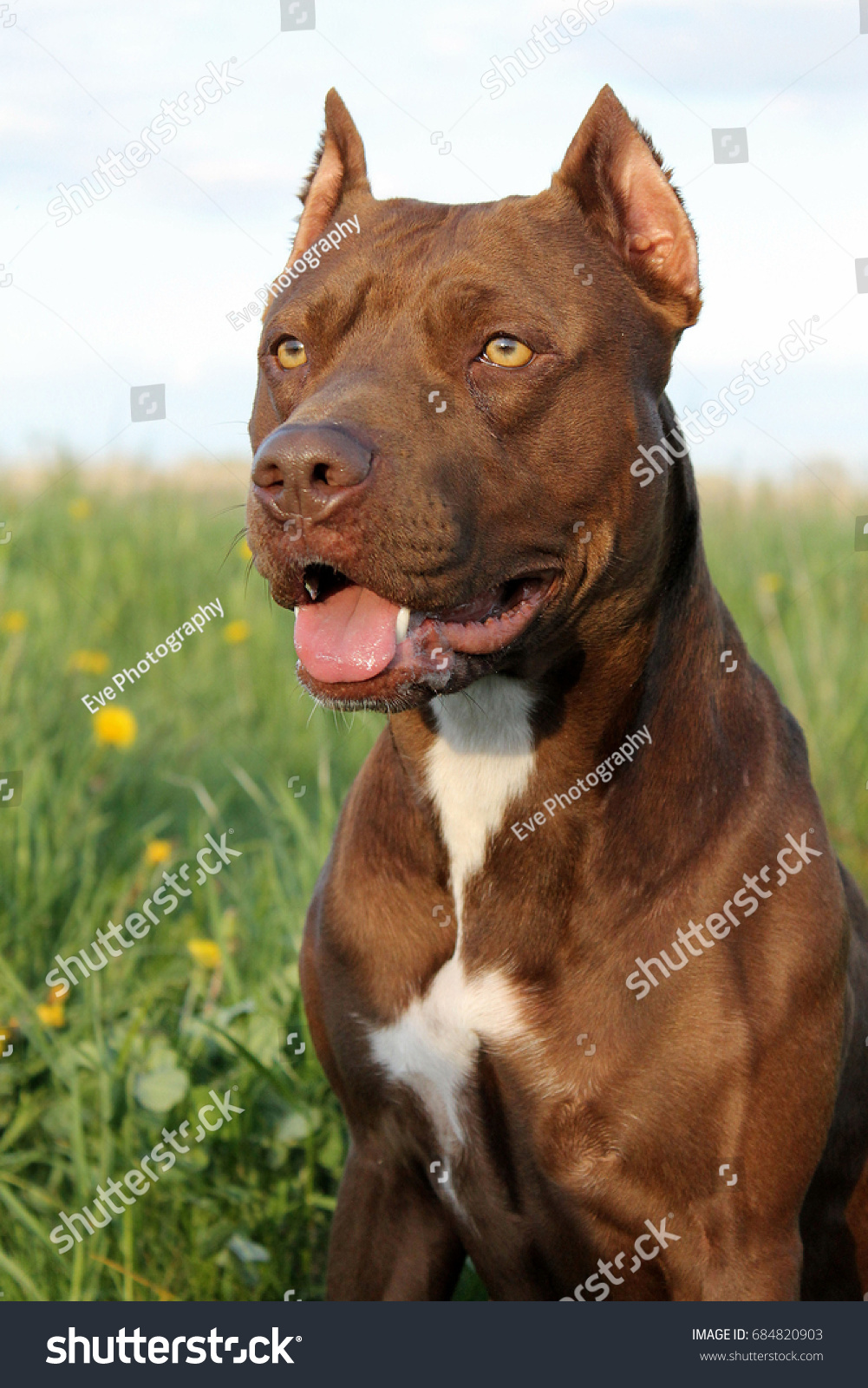 pitbull terrier dog portrait rednose pitbull stock photo edit now