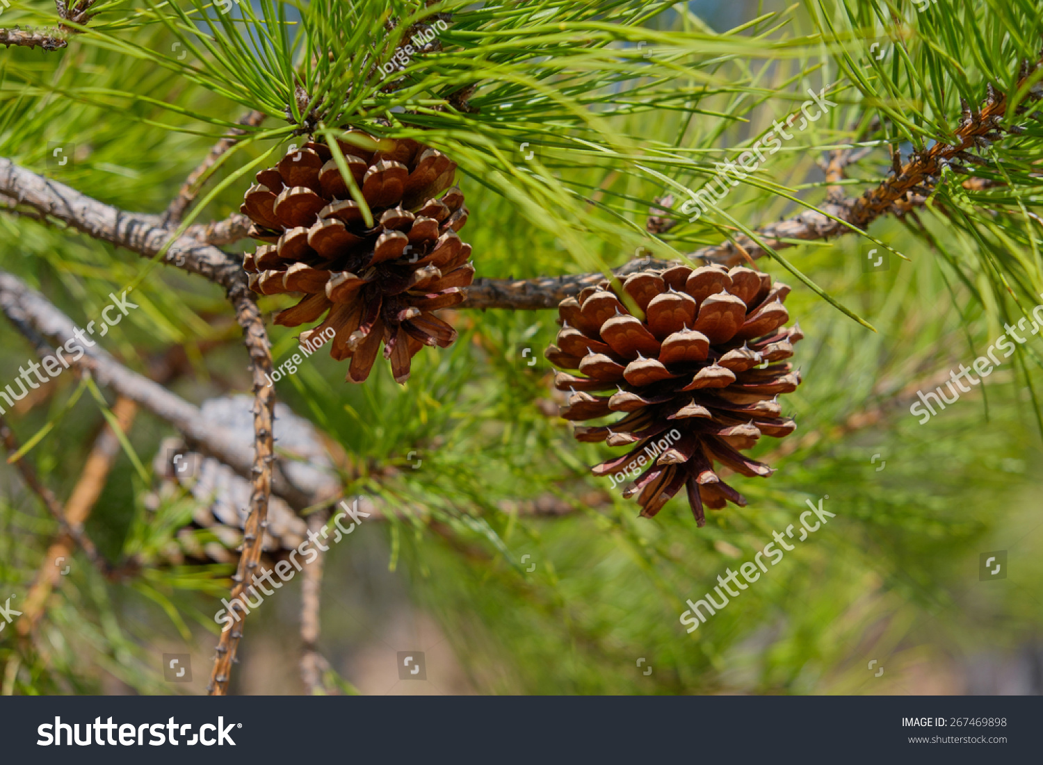 Pitch Pine Trees With Fresh Brown Pine Cones And Green Pine Needles ...