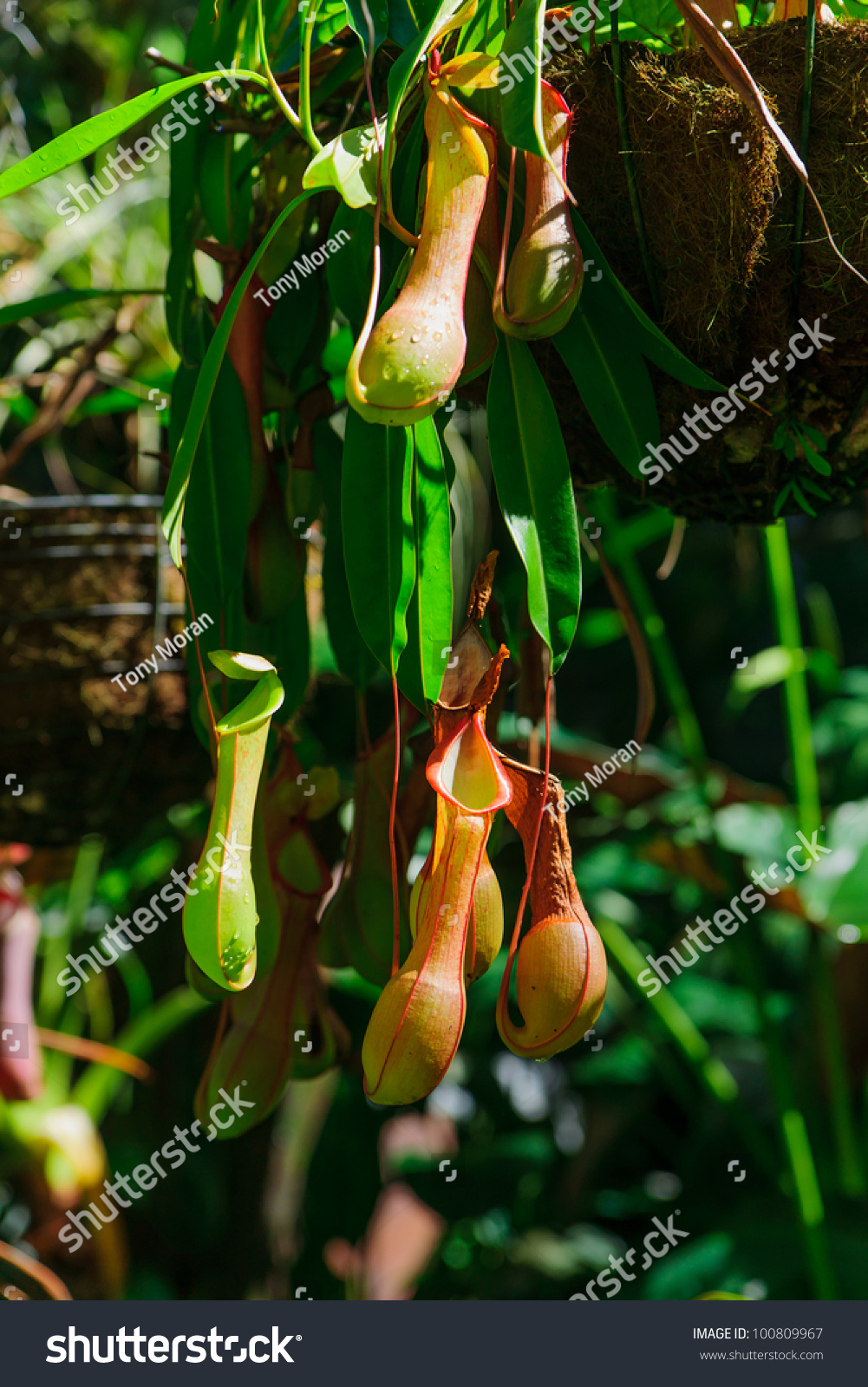 Pitcher Plants On Tendrils In Cairns, Australia. Carnivorous Plants ...