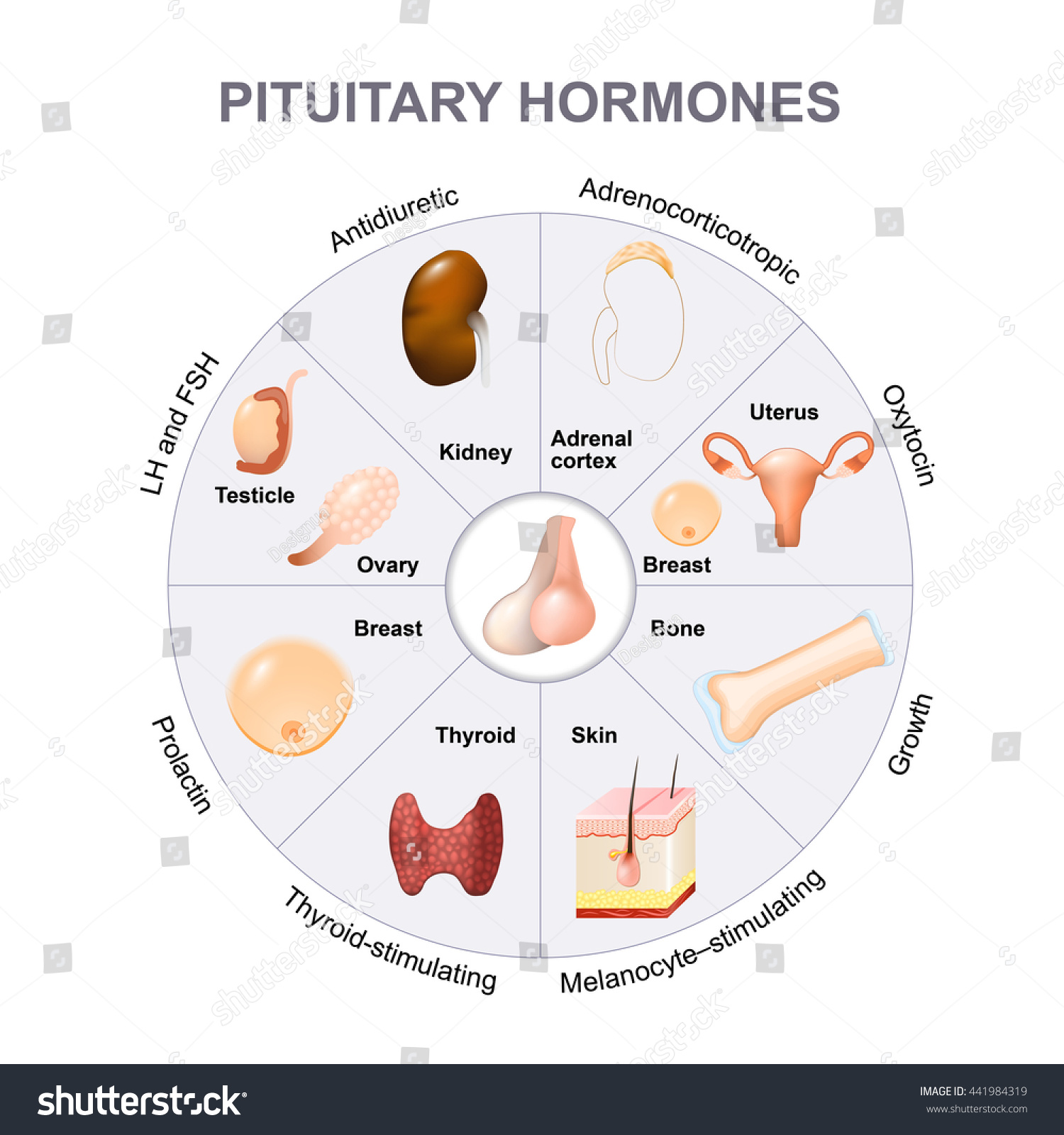 Pituitary Hormone Functions Two Lobes Anterior Stock Illustration 441984319