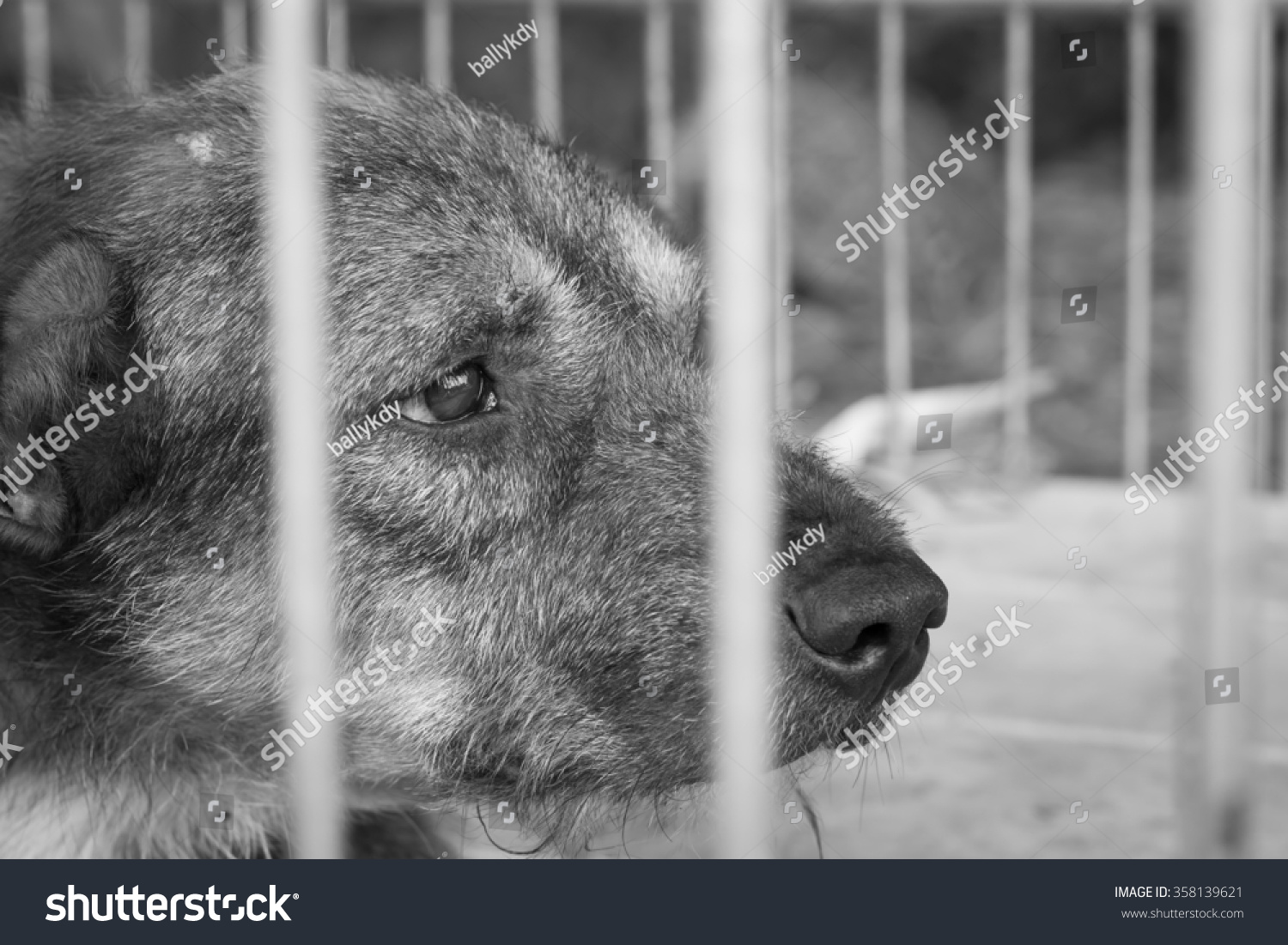 Pity Old Dog Imprison In Steel Cage, Black And White Color Stock Photo ...