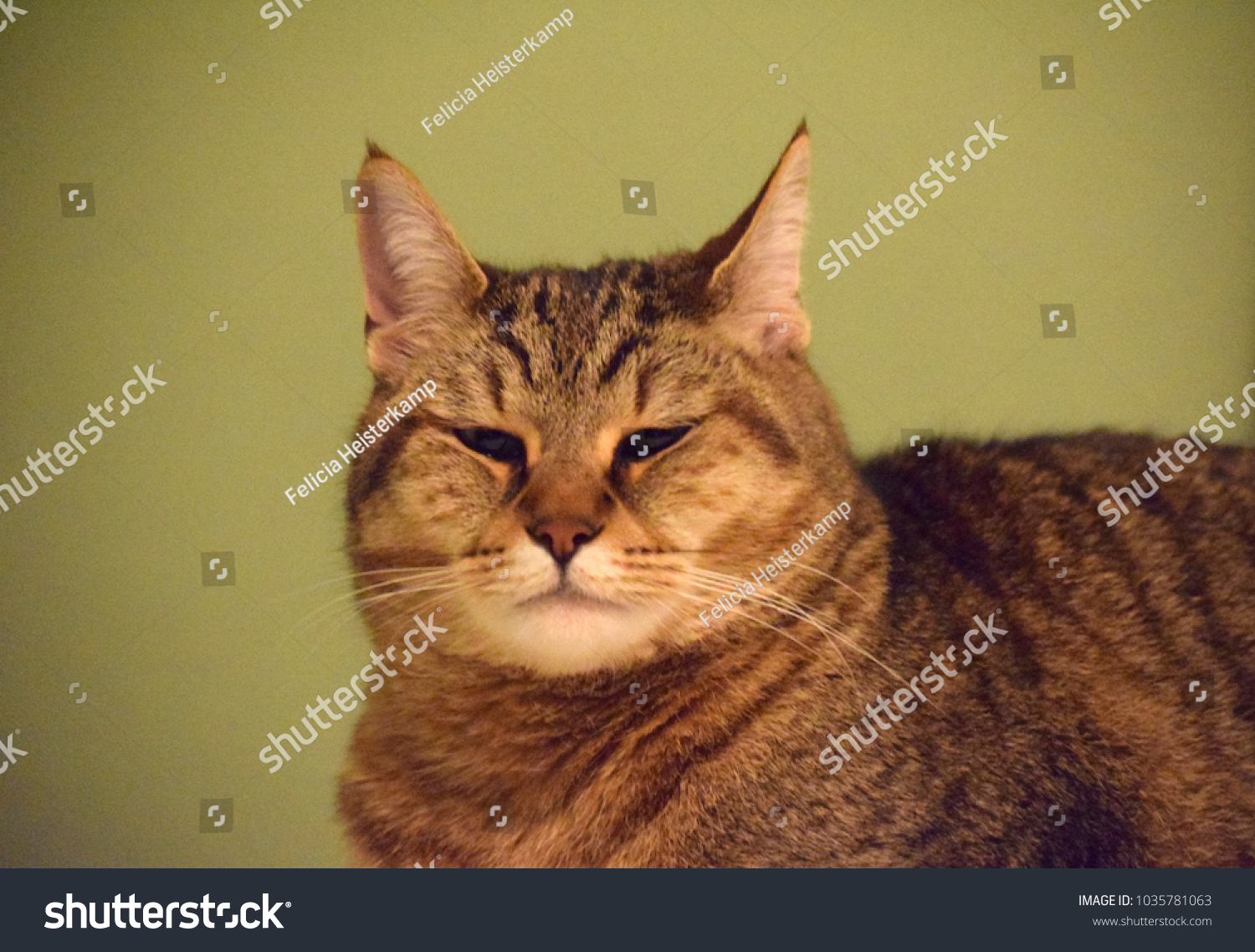 Pixie Bob Cat Stock Photo Edit Now 1035781063