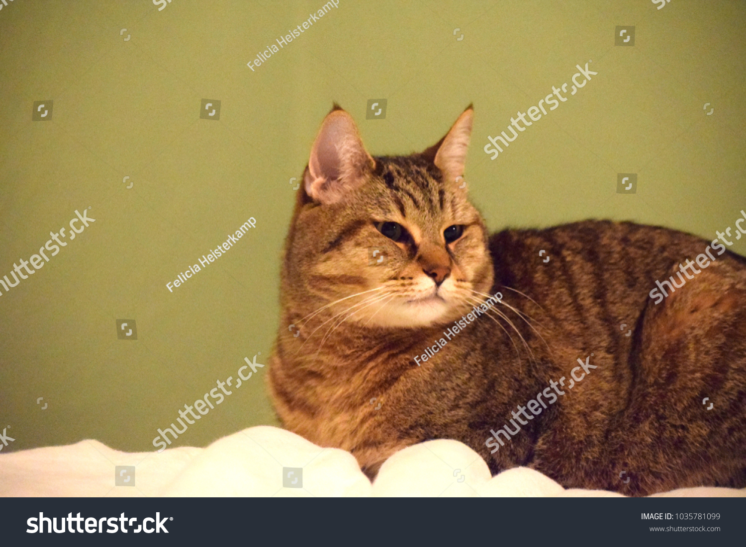 Pixie Bob Cat Stock Photo Edit Now 1035781099