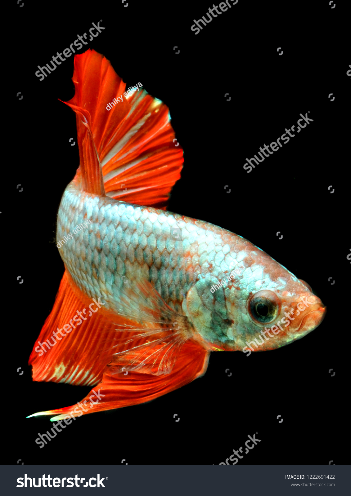 Plakat Betta Fish Fighter Stock Photo Edit Now 1222691422