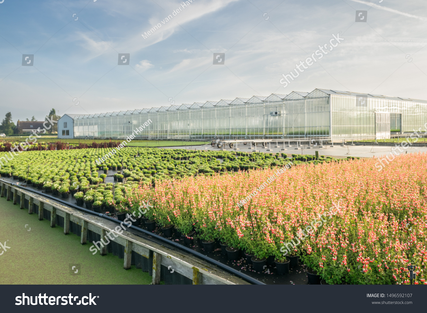 Plant Flower Nursery Boskoop Holland Stock Photo Edit Now 1496592107