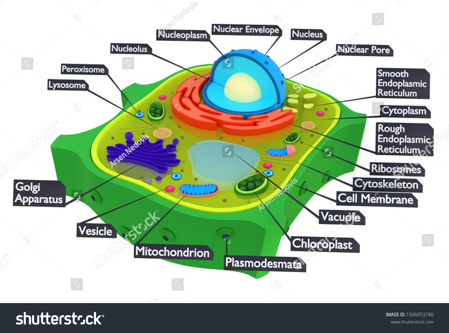 Plant Cells Eukaryotic Cells Present Green Stock Illustration 1506053780