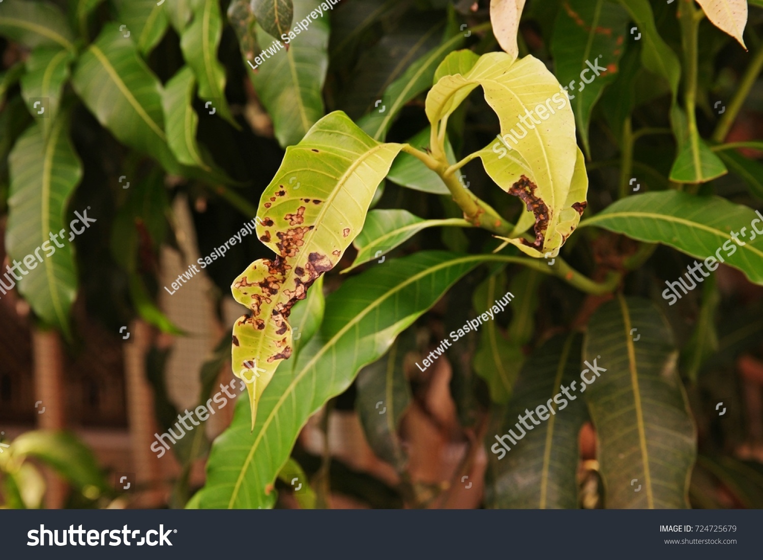 139 Anthracnose in mango Images, Stock Photos & Vectors | Shutterstock