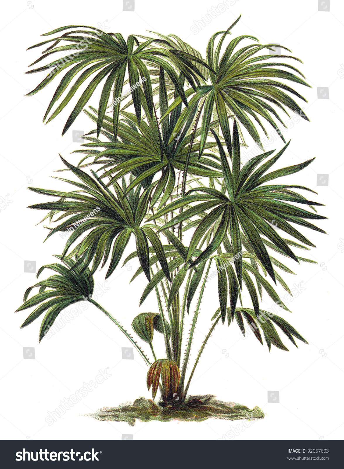 植物 リビストーナ オーストラリアのコリファ キャベツの木のヤシ ビンテージイラスト Meyers Konversions Lexikon のイラスト素材