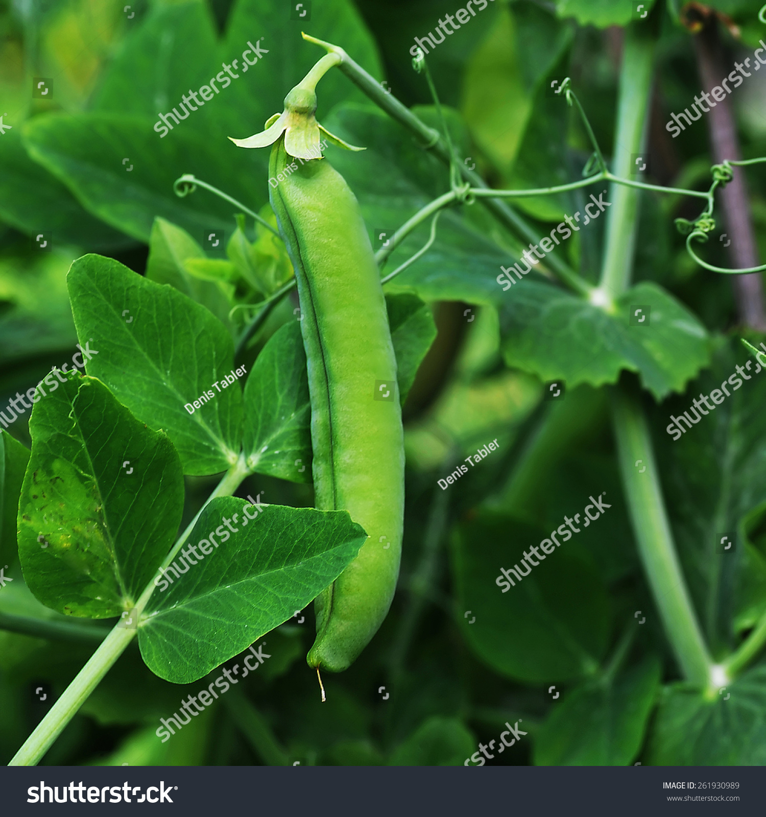 Plant Of Pea Growing In Garden. Pods Peas Stock Photo 261930989 ...