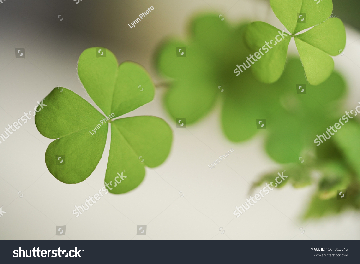 Plant Oxalis Wood Sorrel Weed Stock Photo Edit Now