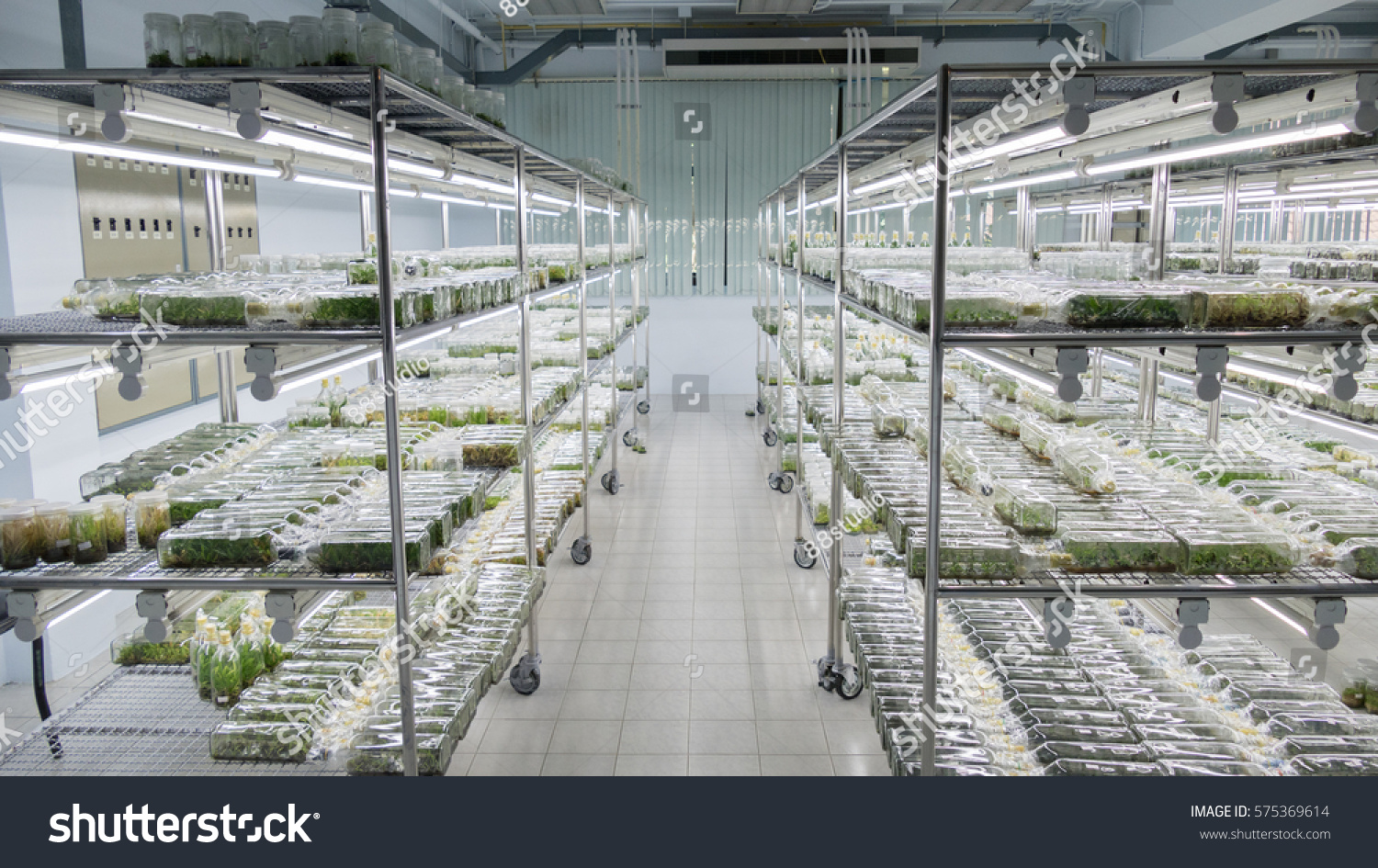 2 714 Tissue Culture Lab Images Stock Photos Vectors Shutterstock   Stock Photo Plant Tissue Culture Growing In A Bottle On Shelf In Laboratory Botanic Nursery 575369614 