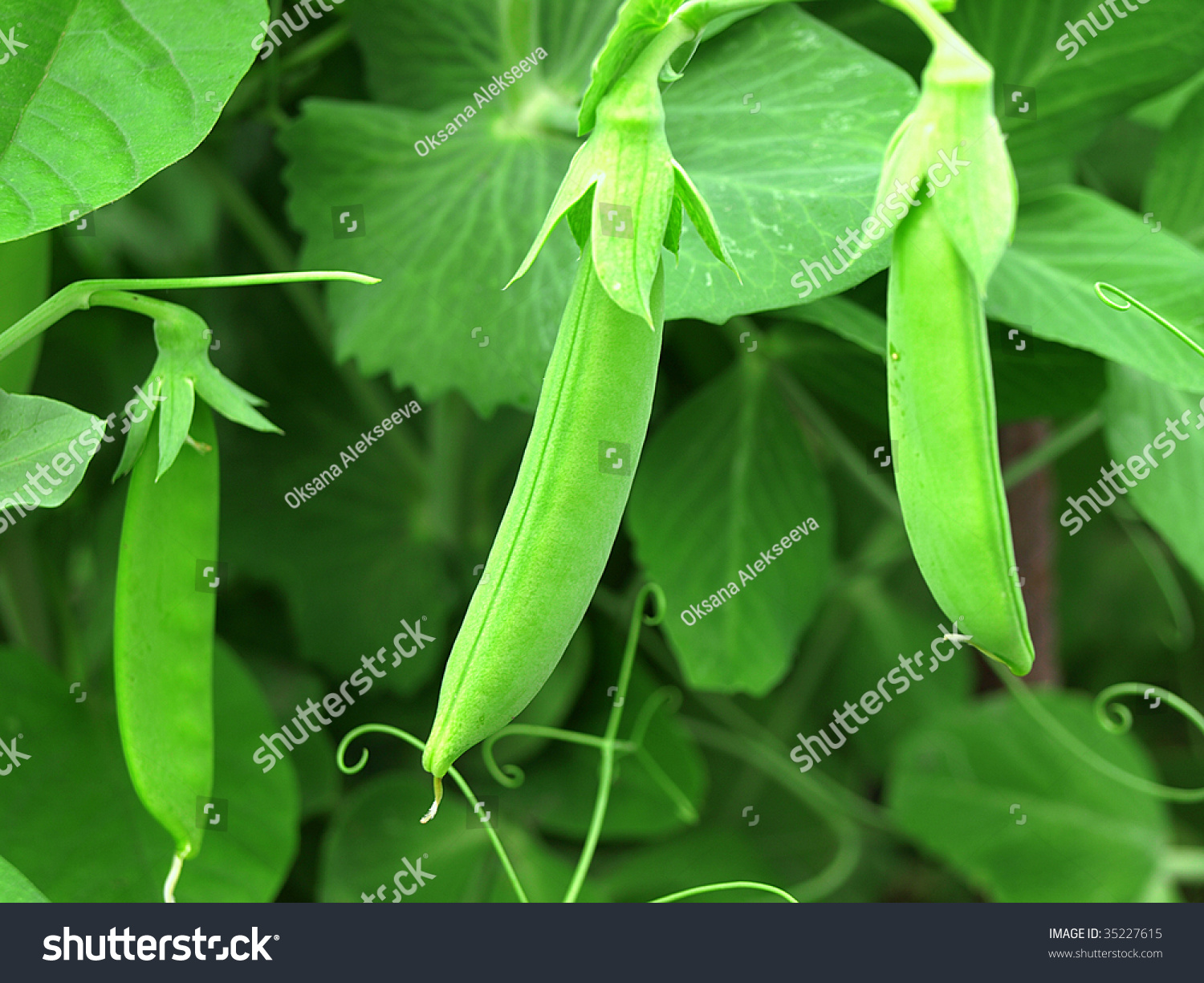 Plant Vegetable Pea Green Stock Photo 35227615 : Shutterstock