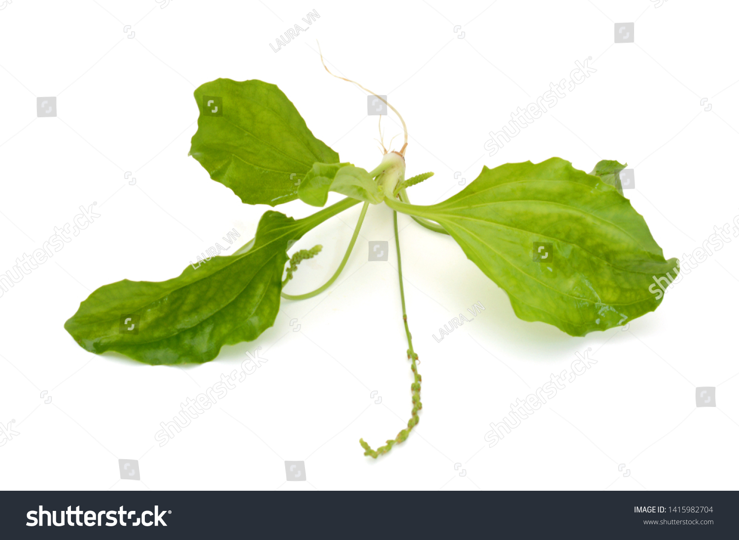 Plantago Major Leaves Isolated On White Stock Photo (Edit Now) 1415982704