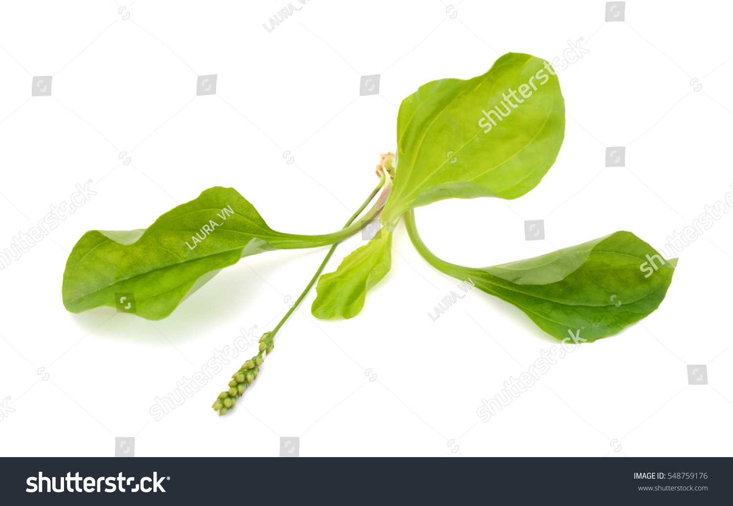 Plantago Major Leaves Isolated On White Stock Photo (Edit Now) 548759176