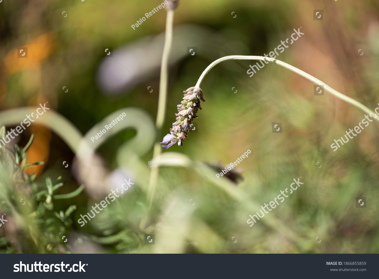 Plants Plantas Tropical Medicinales Colombianas Stock Photo 1866855859 ...