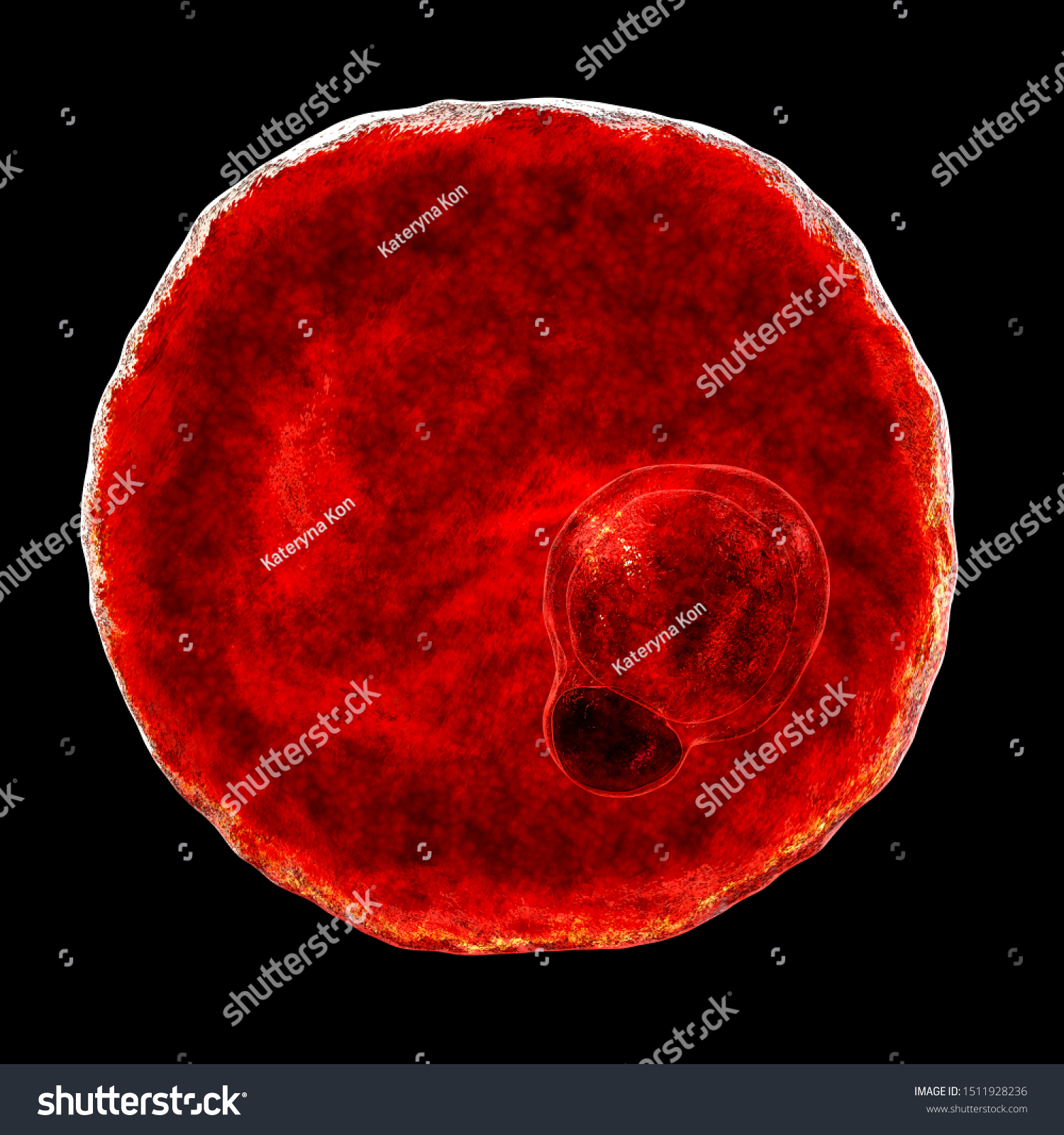 Plasmodium Vivax Inside Red Blood Cell Stock Illustration 1511928236