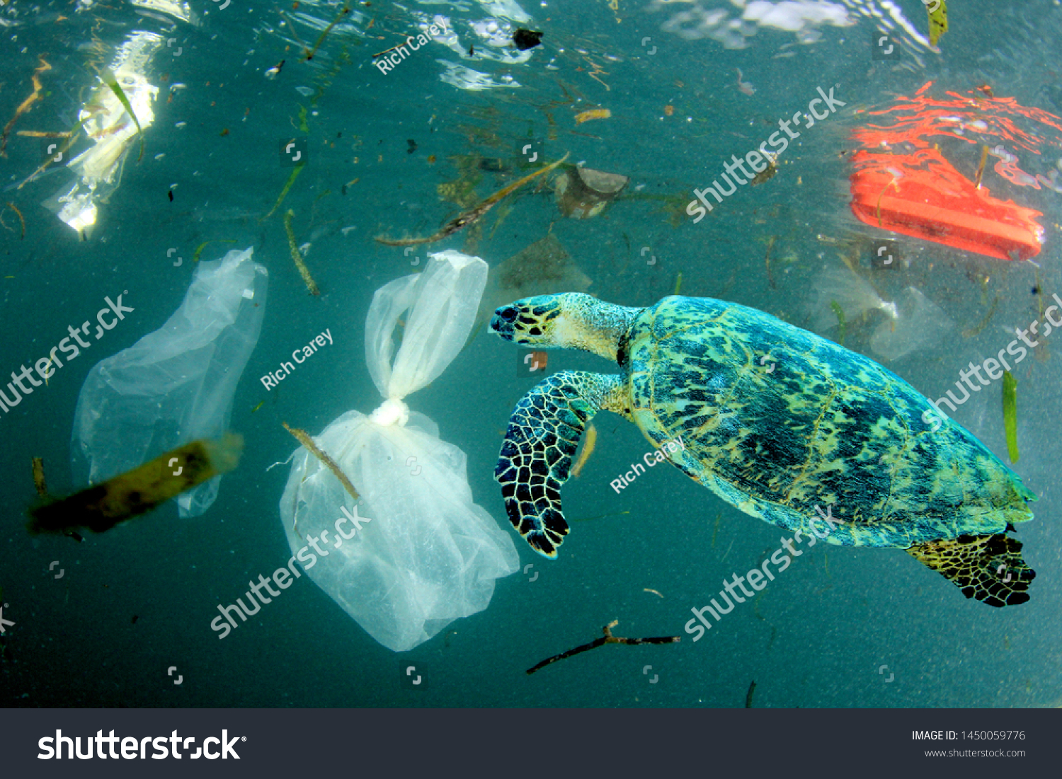 海洋環境問題のプラスチック汚染 カメはクラゲと間違えてビニール袋を食べることができる の写真素材 今すぐ編集