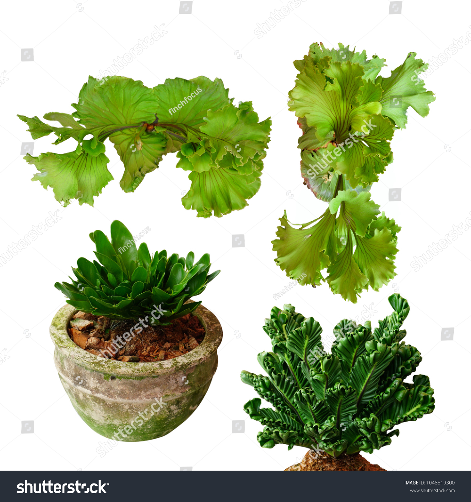 Platycerium Ridleyi Species Fern This Plant Stock Photo Edit Now