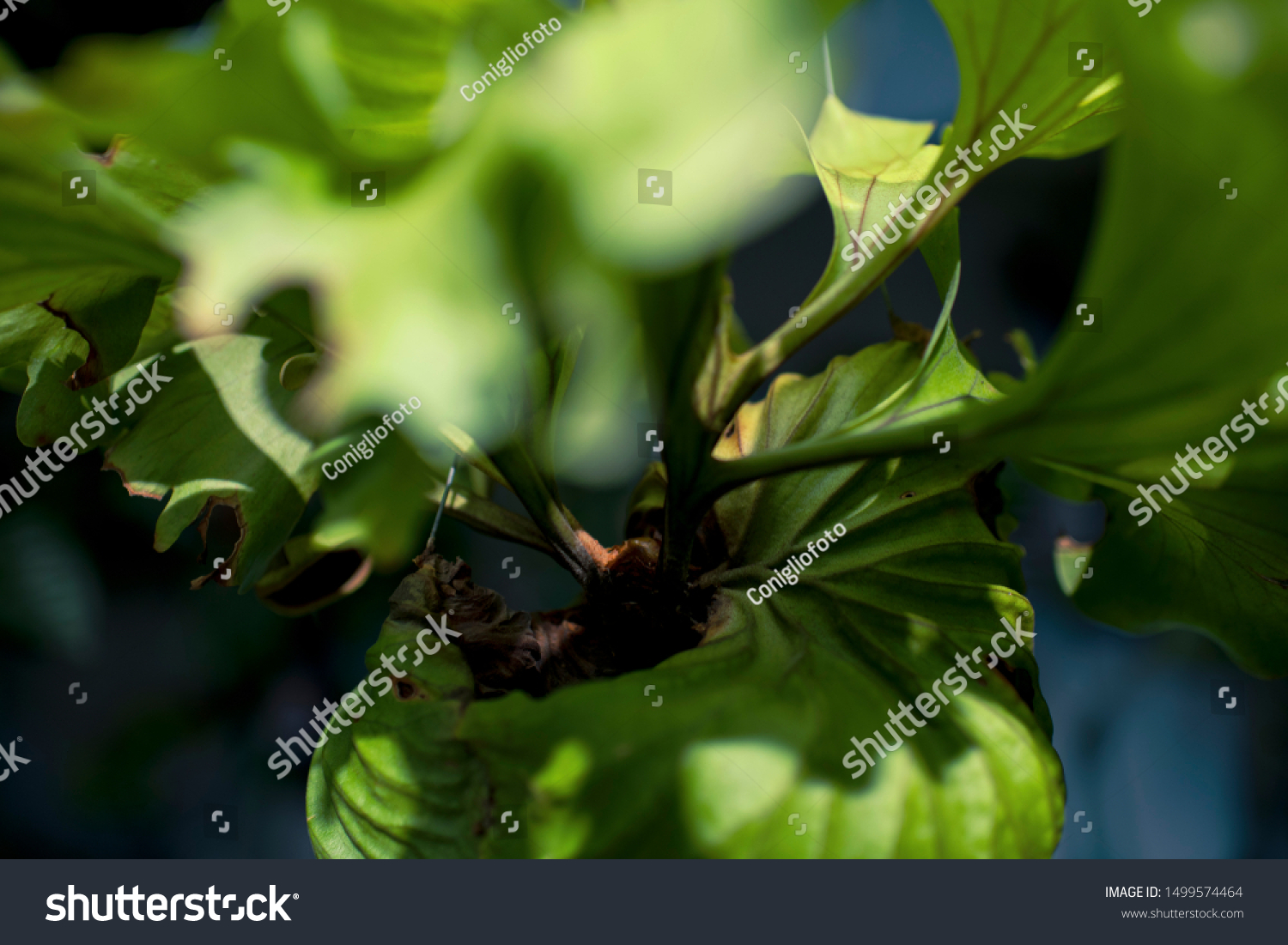 Platycerium Ridleyi Wide Forms Pteridopsida Polypodiaceae Stock Photo Edit Now